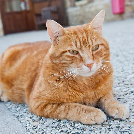 Ξενοδοχείο Domaine De Barive