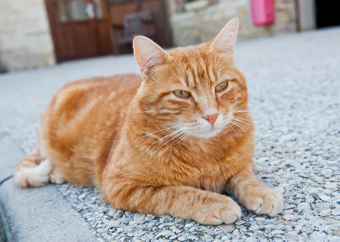 Hotel Domaine De Barive